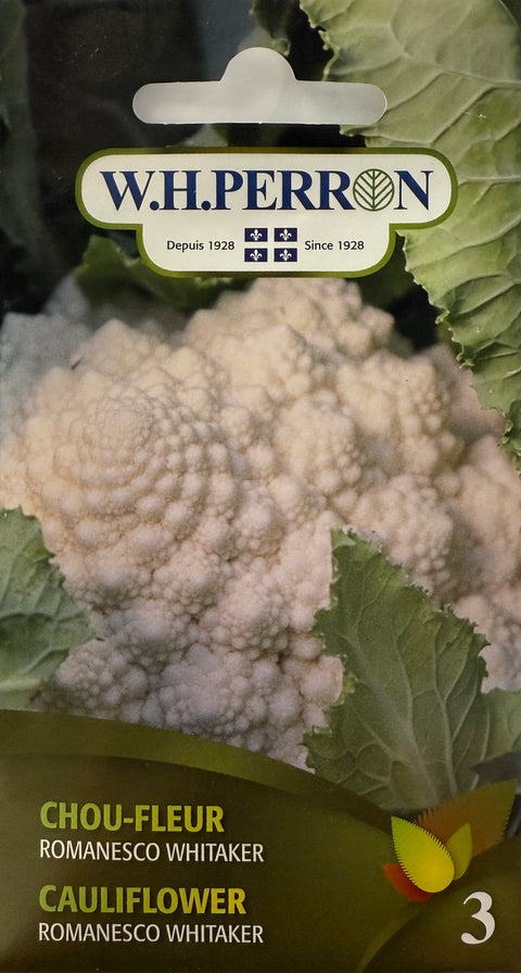 Semences de chou-fleur Romanesco Whitaker