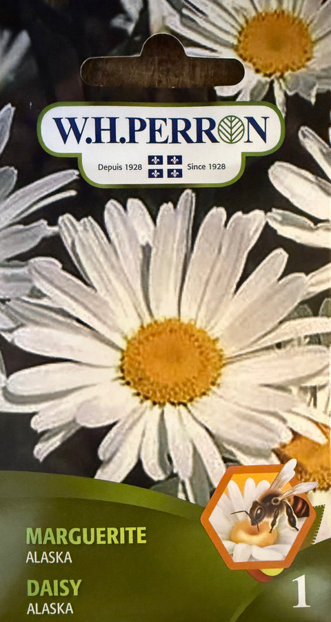 Semences de Marguerite Alaska