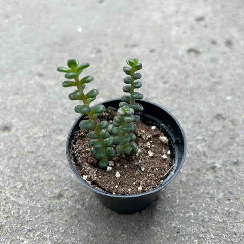 Sedum globosum 'Old Man Bones