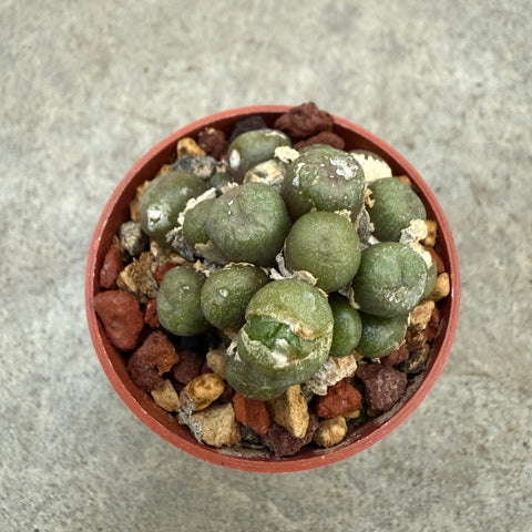 Conophytum ectypum 