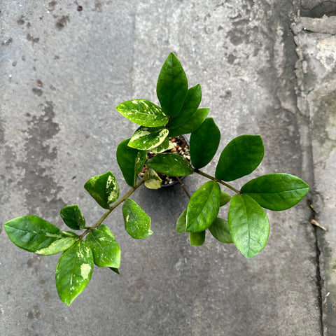 Zamioculcas zamiifolia f. variegata