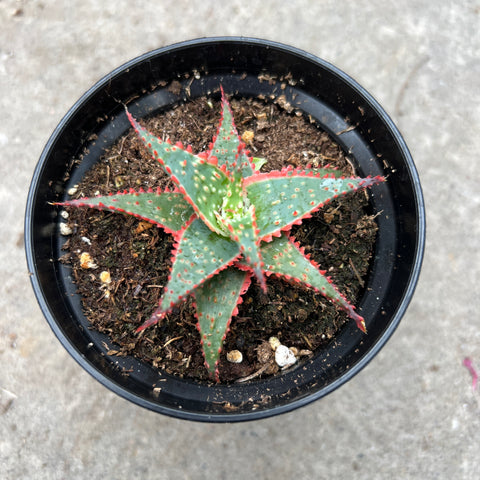 Aloe cv. Christmas carol 