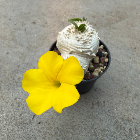 Pachypodium brevicaule