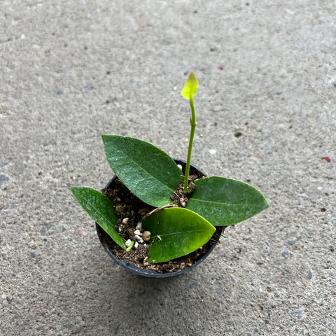 Hoya cummingiana 