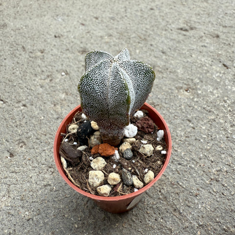 Astrophytum myriostigma hybrid.