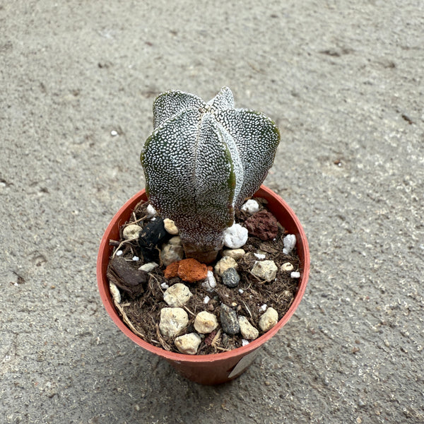 Astrophytum myriostigma hybrid. – Serres Lavoie