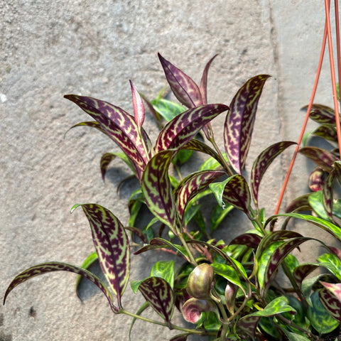 Aeschynanthus marmoratus 'Black Pagoda'