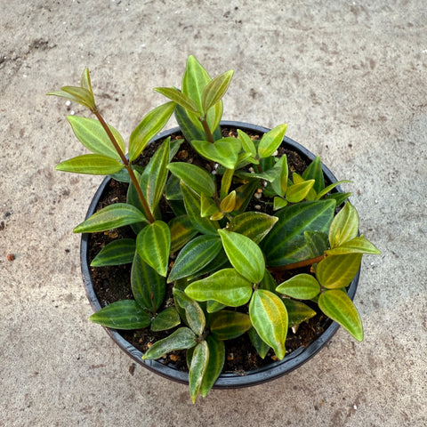 Peperomia puteolata