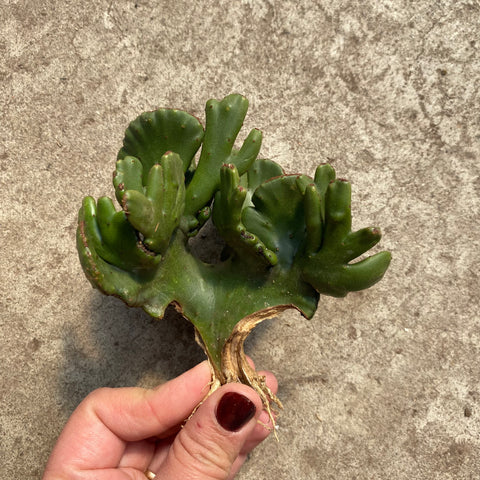 Euphorbia leucodendron cristata 