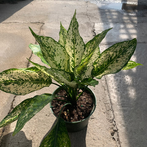 Aglaonema Pearls variegata