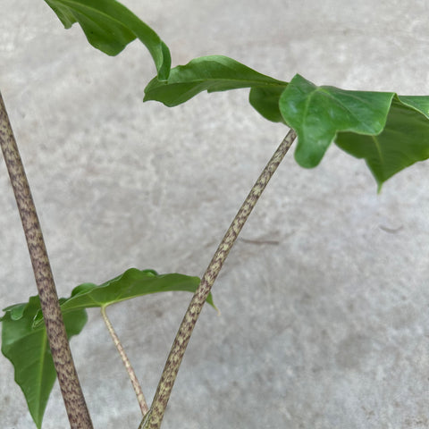 Alocasia 'Golden Dragon'