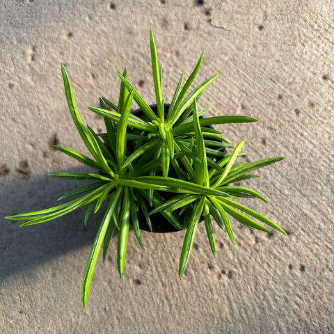 Peperomia ferreyrae 