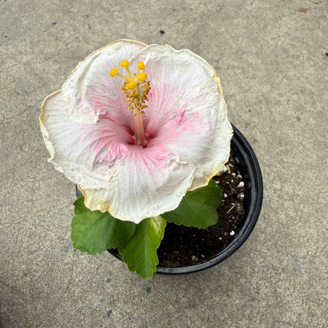 Hibiscus rosa-sinensis 'Cajun C'est Bon'