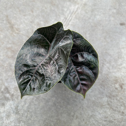 Alocasia azlanii 'Red Mambo'