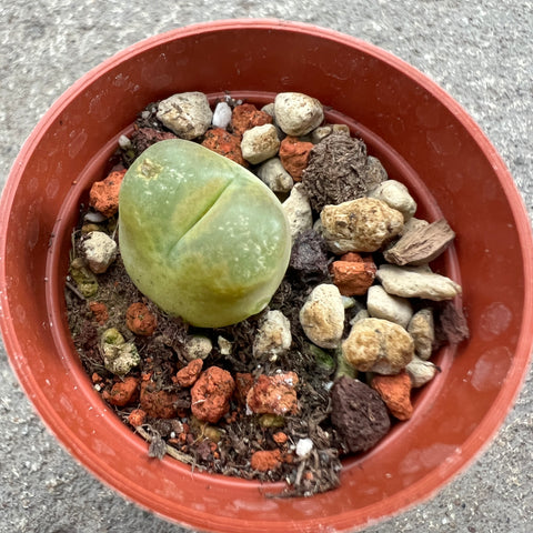 Conophytum maughanni