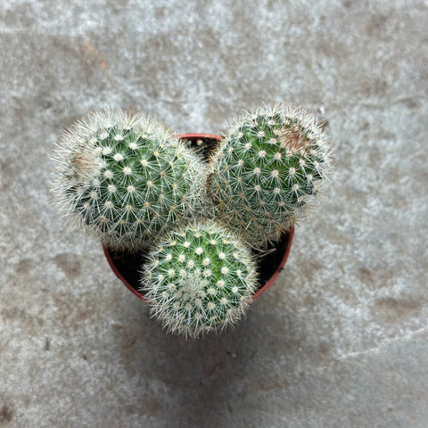 Mammillaria ernestii