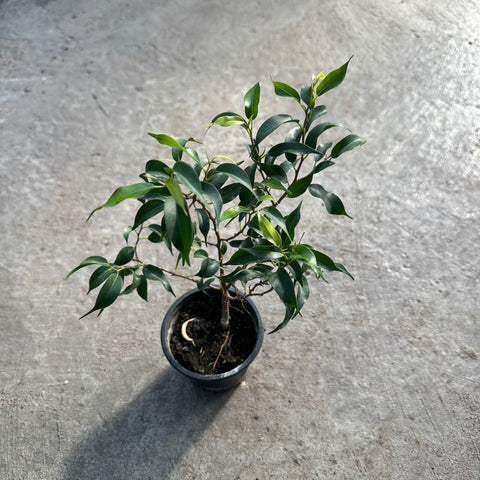 Ficus benjamina 'Curly'