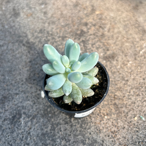 Pachyphytum 'Macho'