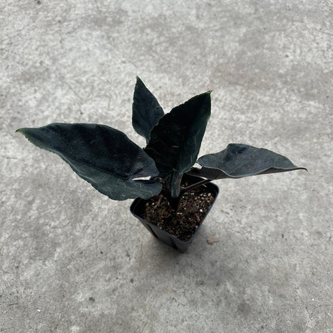 Alocasia chienlii 'Antoro Velvet'