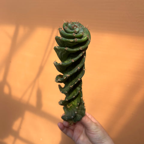 Cereus forbesii cv. Spiralis