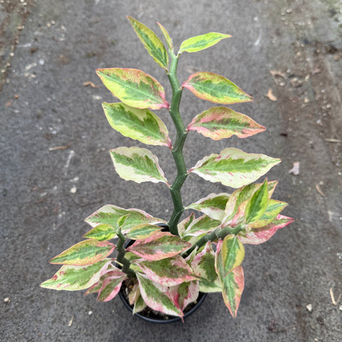 Euphorbia tithymaloides f. variegata