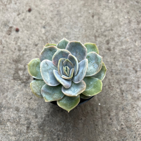 Echeveria 'Blue surprise'