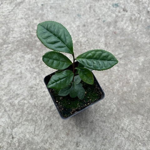 Camellia sinensis 'Green tea'