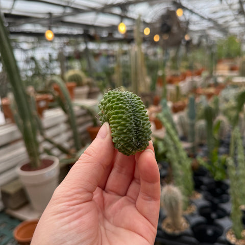 Mammillaria spinosissima un pico f. cristata