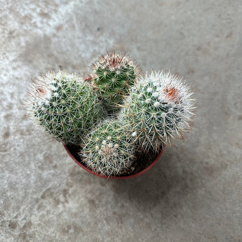 Mammillaria ernestii