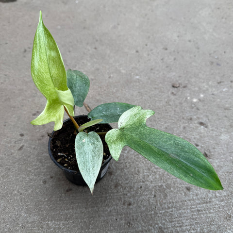 Philodendron 'Florida Ghost'