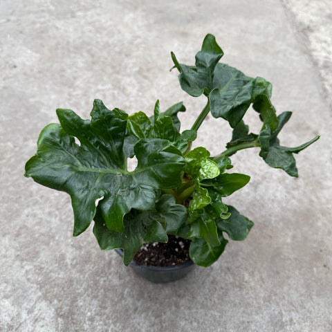 philodendron atom size Philodendron selloum ''Atom'' – Serres Lavoie