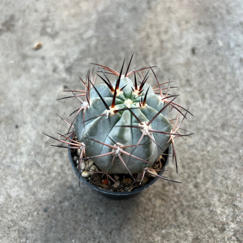 Acanthocalycium glaucum