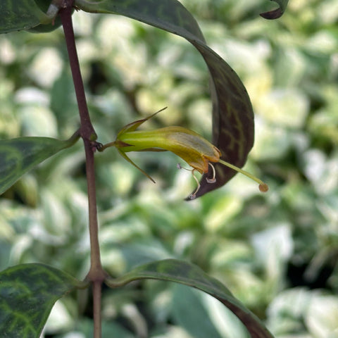 Aeschynanthus marmoratus 'Black Pagoda'