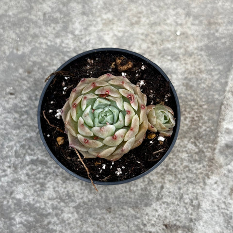 pure succulents Echeveria 'Pure love' – Serres Lavoie