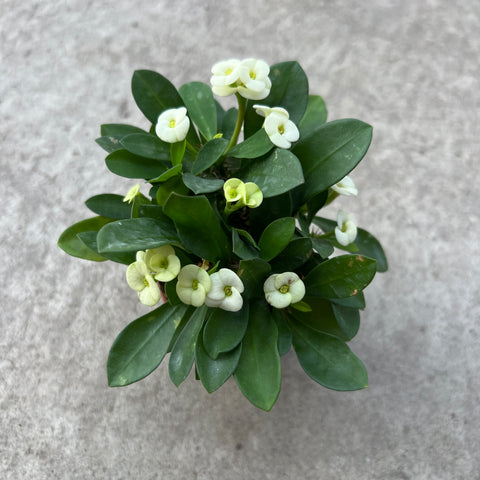 Euphorbia milii sp.