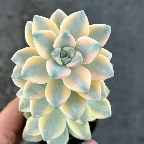 Graptoveria titubans f. variegata