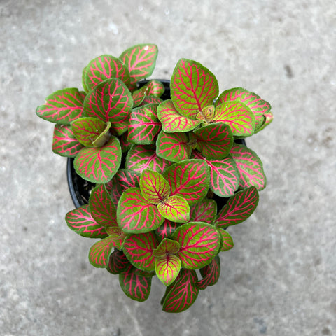 Fittonia verschaffeltii 'Skeleton'