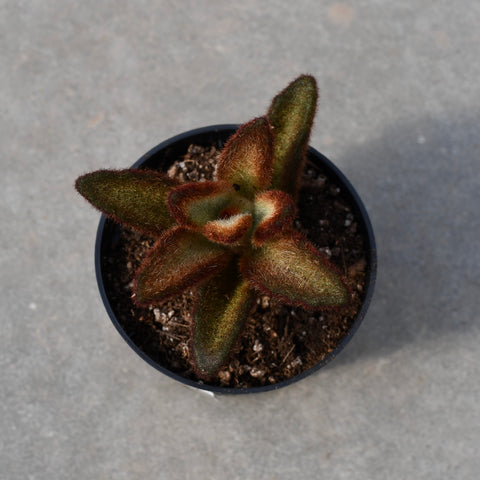 Kalanchoe tomentosa 'Chocolate Soldier'