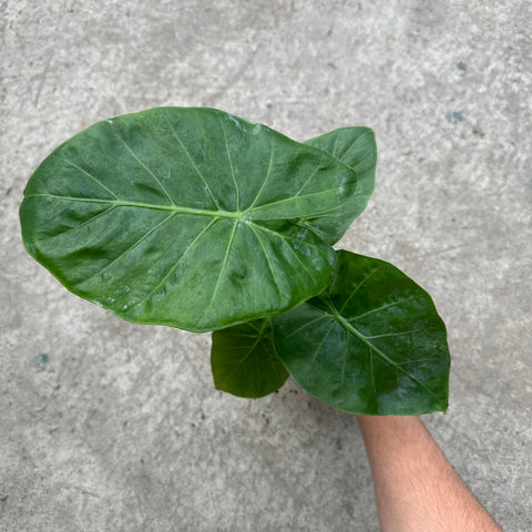 Alocasia 'Imperial Red'