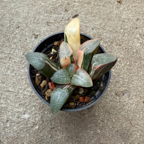 Haworthia correcta variegata