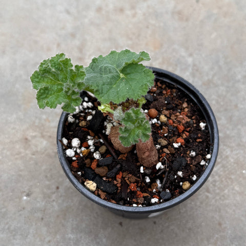 Pelargonium lobatum