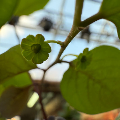 Breynia disticha 'Roseo-Picta'