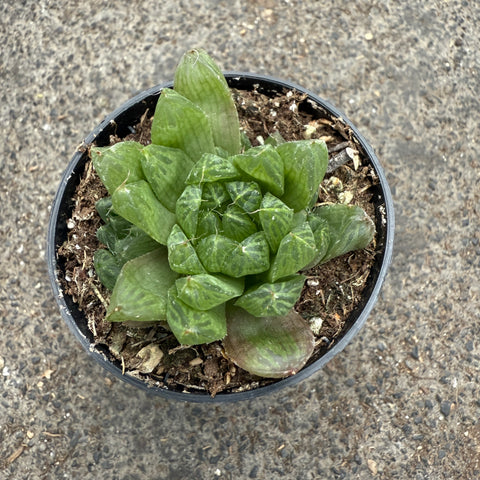 Haworthia cooperi var. Pilifera