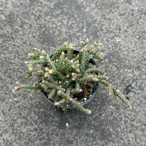 Rhipsalis Pilocarpa 