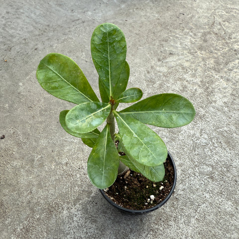 Adenium obesum (Fleurs rose centre blanc)