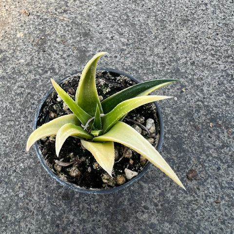 Haworthia herbacea variegata