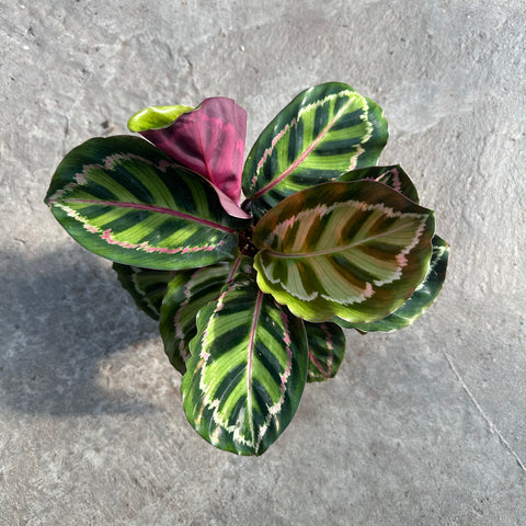 Calathea roseopicta 'Medallion'