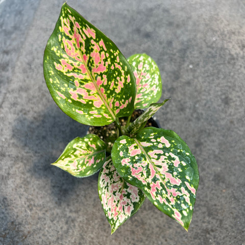 Aglaonema 'Red Valentine'