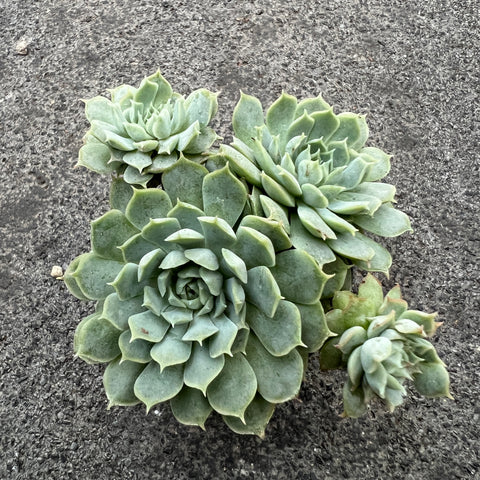 red hole succulent Echeveria 'Red Hole' | Succulents