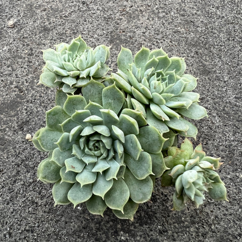 Echeveria 'Red Hole